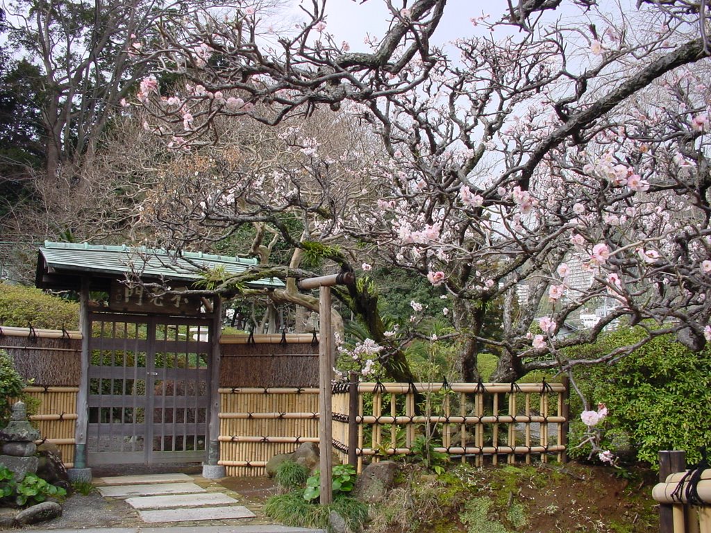 Koh-zen-Ji(Ume) by Fuji Miyuh