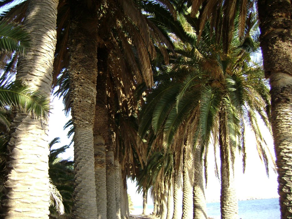 The mature palms of that forest. by KostasLoukis.mytil