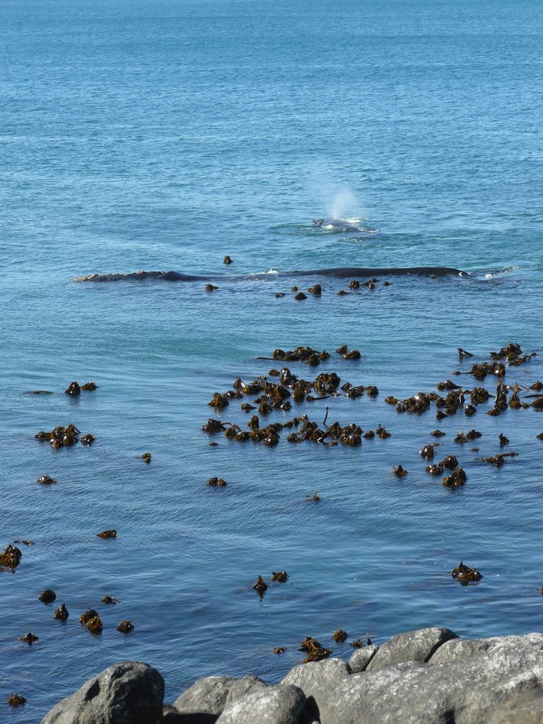 Southern right whales near coast in Walker Bay by MatthiasH