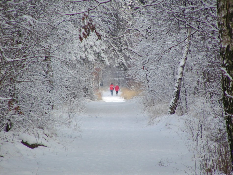 Duvenstedter-Brook Winterlandschaft by Hans Wolters