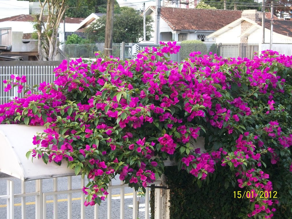 Bouganville blossom. by jorge luiz fiani bacila