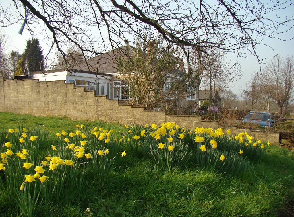 Looking over Daffodils towards 262 Haggstones Road, Worrall, Sheffield S30 by sixxsix