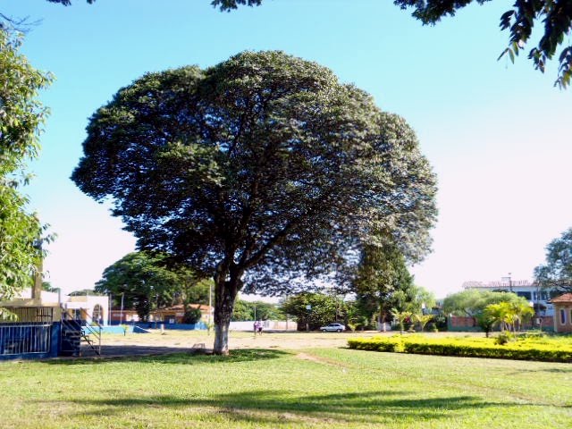 Arvore no Meio da Praça-Tiburcio-Jau by Luis Tiburcio-Jaú sp