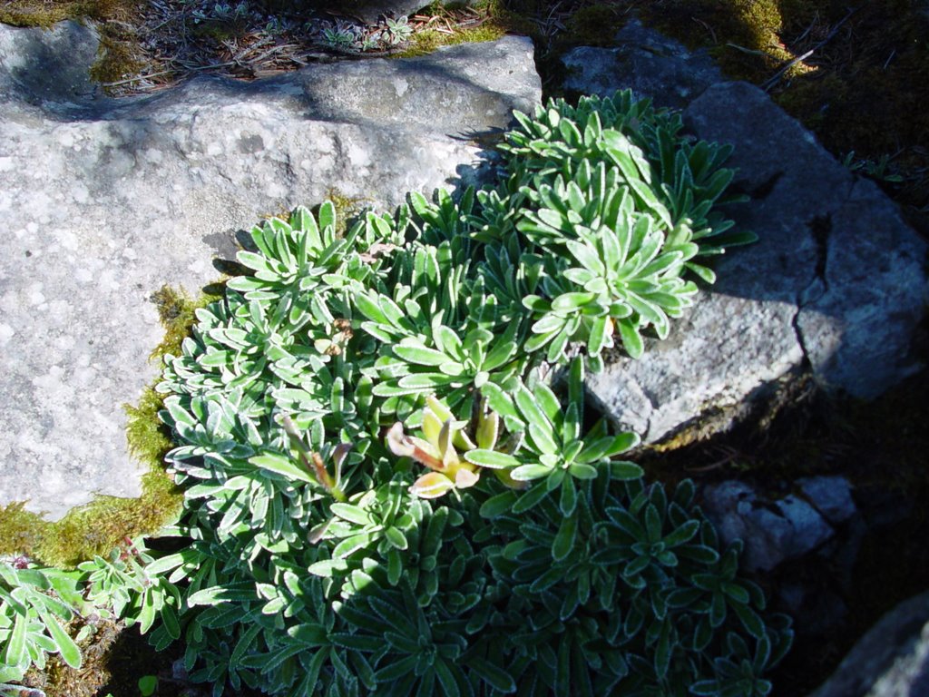 Brina Sulla Vegetazione in piena estate by Loris Persello