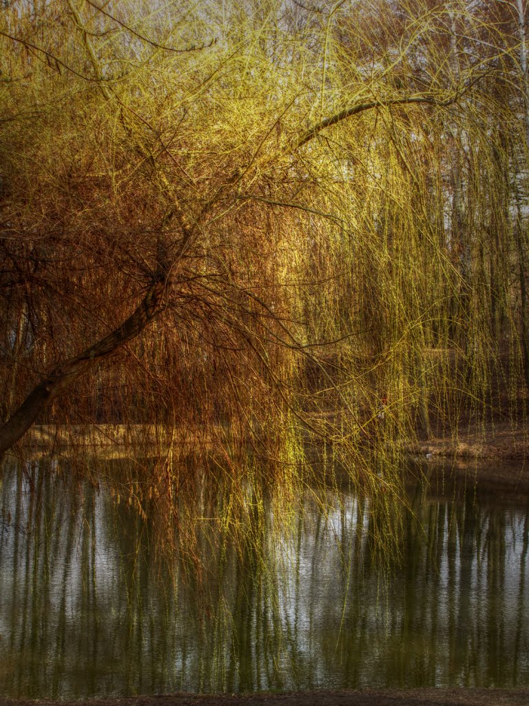 Vrba u rybníka v Neředíně (a willow at the pond in Neředín) by Hanulinka