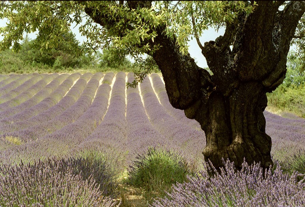 Plateau de Valensole et ses lavandes by Soleiade-Provence