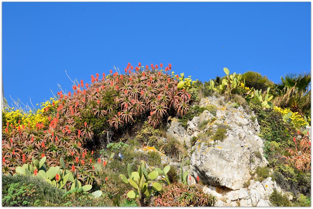 Vegetation de Saint-Jean-Cap-Ferrat: Aloe arborescens et Opuntia by violapinnata