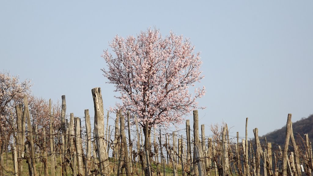 2012.03.26 Tavasz a csókakői Rókahegyen by sanyimanó