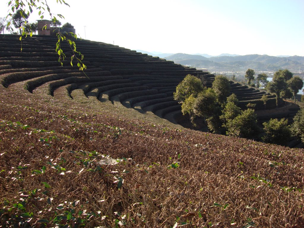 Pu'er Tea Planting Area by Chan On-fat