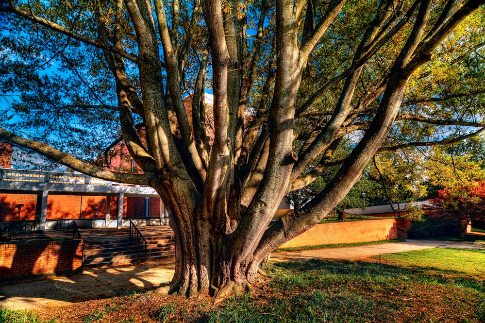 Oak tree near Martin Hall by Hank Myers