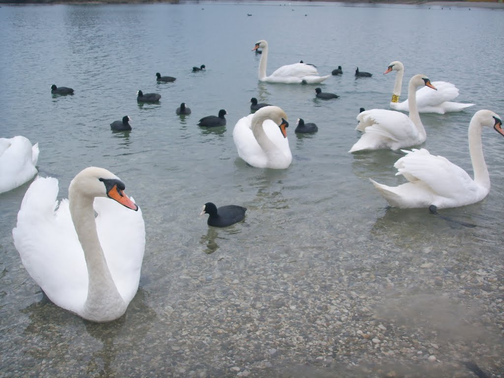 Swans at Lake Jarun, Zagreb, Croatia by marty11200