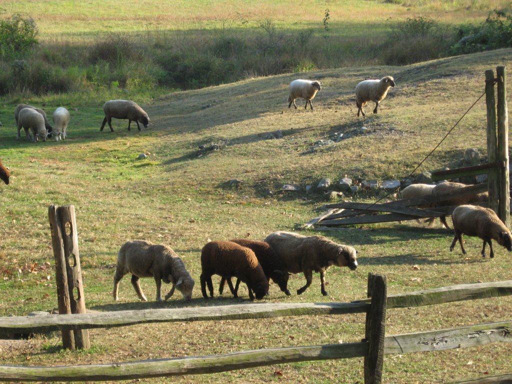 Sheep at Hopewell Furnace Farmstead by Chris Sanfino