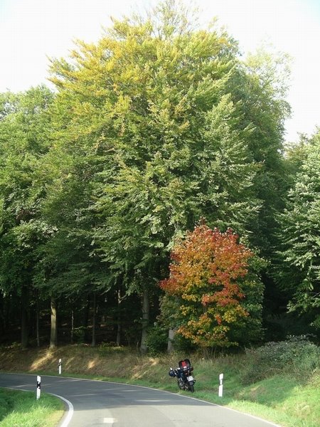 Herbst im Taunus zwischen Egenroth und Grebenroth by H.Garnjost