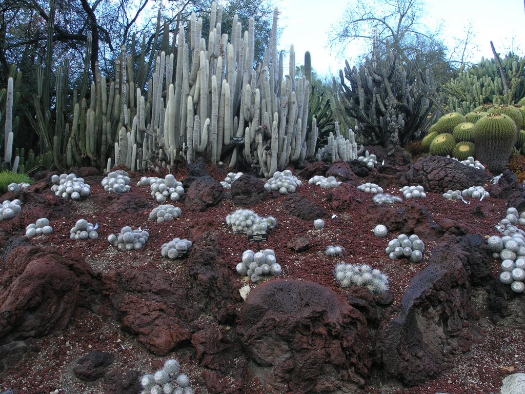 Cacti at the Huntington by earthrover