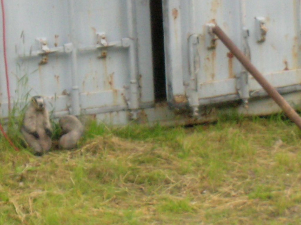 Marmots from Train by Chris Sanfino