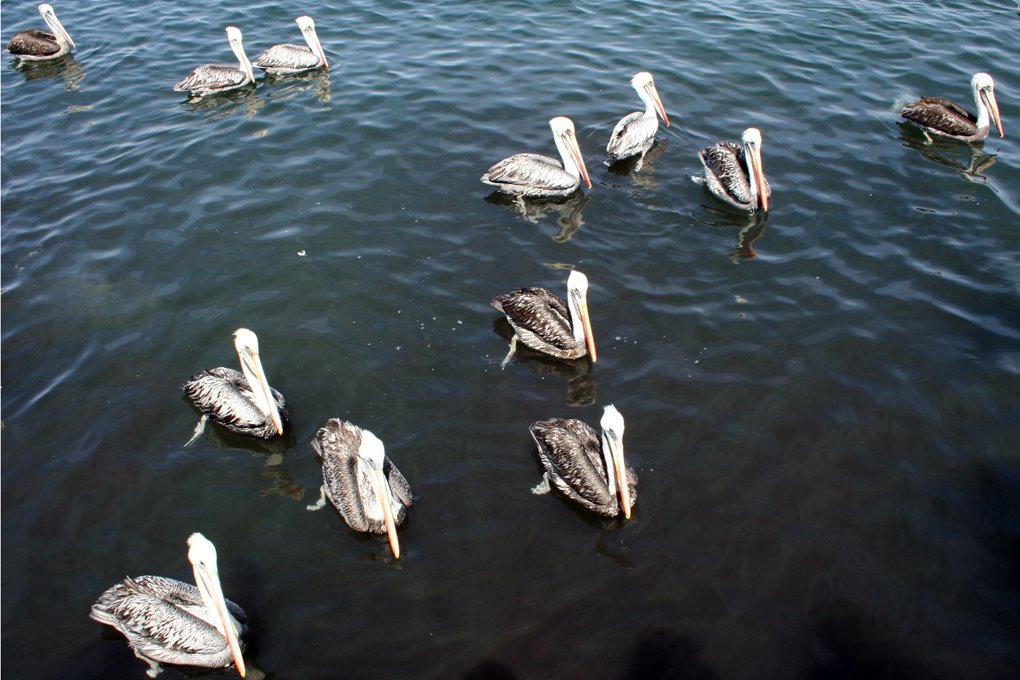 Pelicanos en la caleta > tongoy by fototextos > jose di…