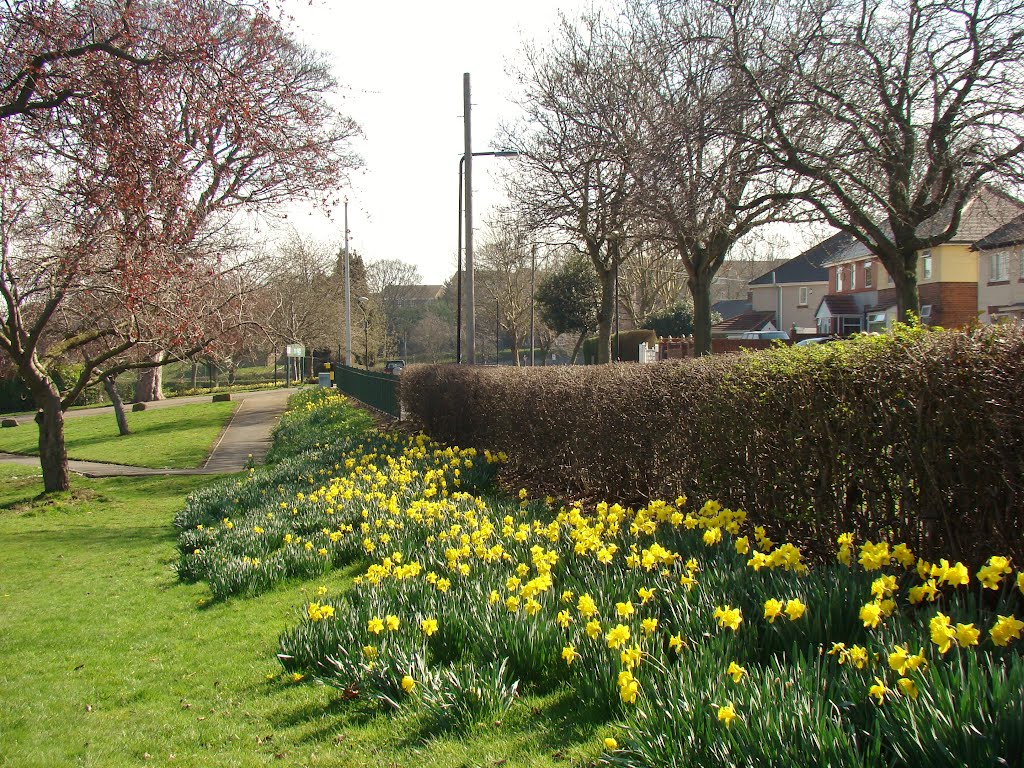 Daffodils and hedge in Longley Park looking towards Crowder Road, Longley, Sheffield S5 by sixxsix