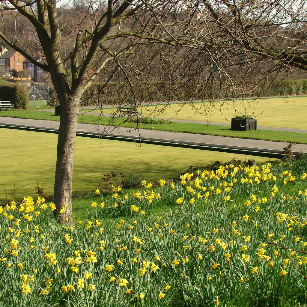 Daffodils and parts of the bowling greens, Longley Park, Sheffield S5 by sixxsix