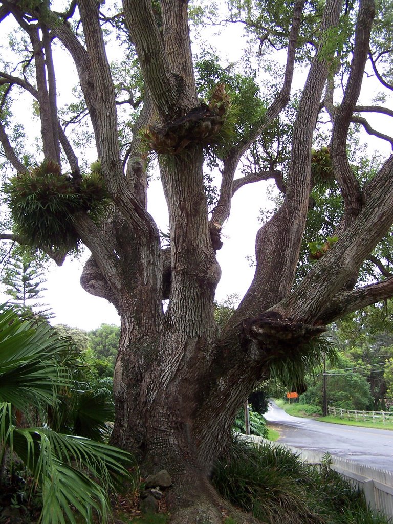 Tree on Ulupalakua Ranch by Leo Weber