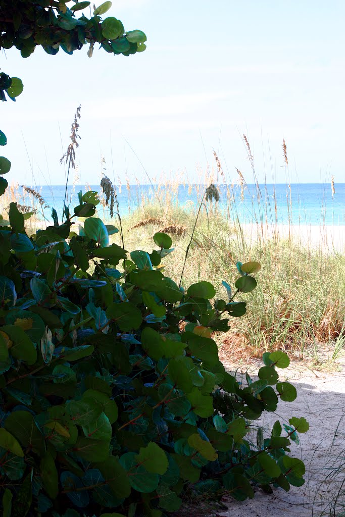 Seagrape tree with sea oates and beach Ana Maria Island - Harringon House B & B by KryanPhoto