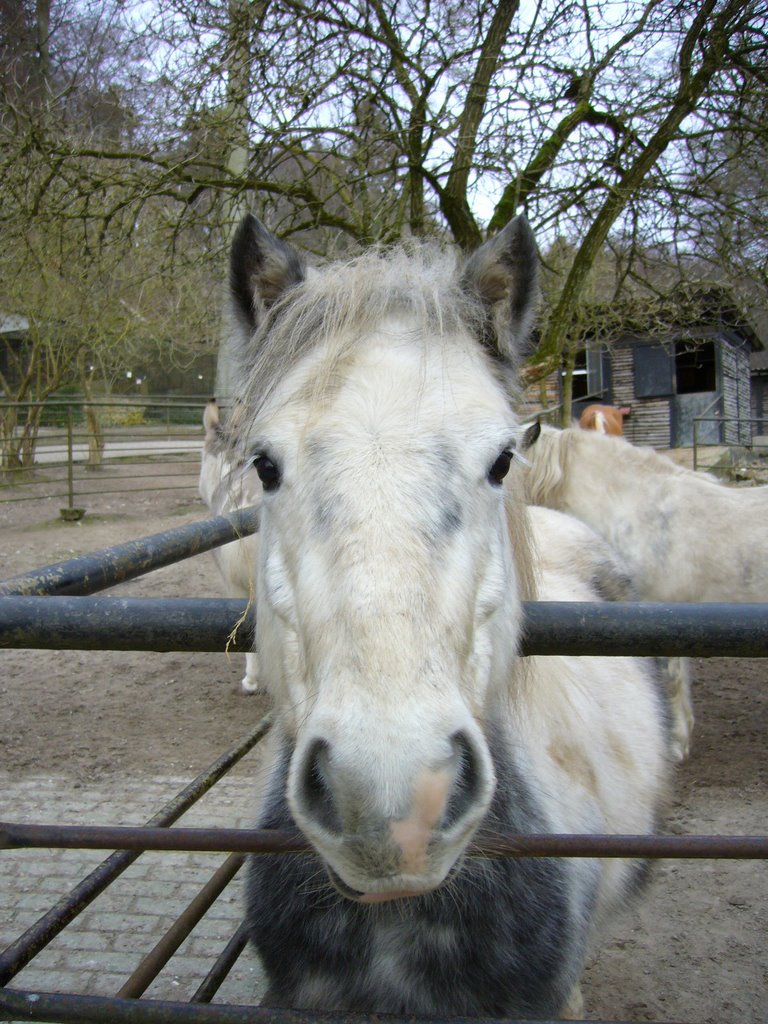 Pferd Tierpark Sassnitz by Julita