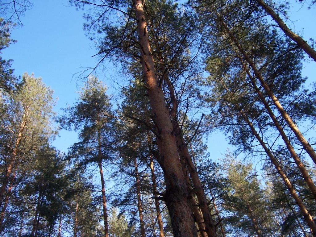 Schast'e. Luhans'k. In forest. by Yuriy Yelanchyk