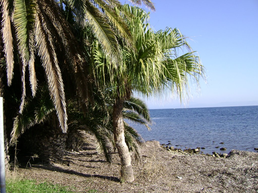 Exotic beach in Lesvos. "Livistona chinensis" fan palm at the edge of the "phoenix canariensis" palm forest by KostasLoukis.mytil