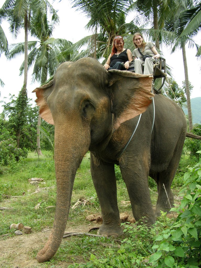 A ride on a Elephant by Carol Jadzia