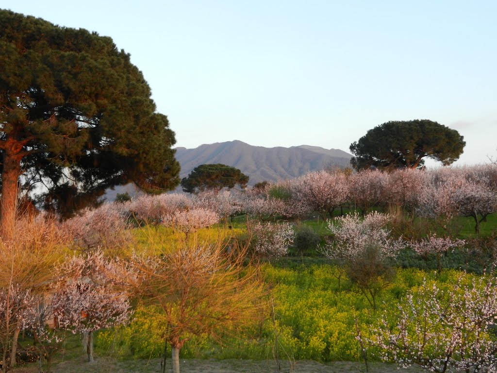 Cercola - Monte Somma ed albicocchi in fiore - Marzo 2012 by The Red