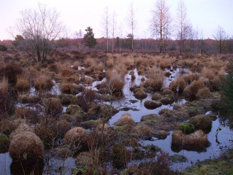 Snelsmore Common on Christmas Day 2007 by jk1812