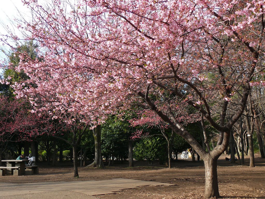 井の頭公園西園　河津桜 by mthr110