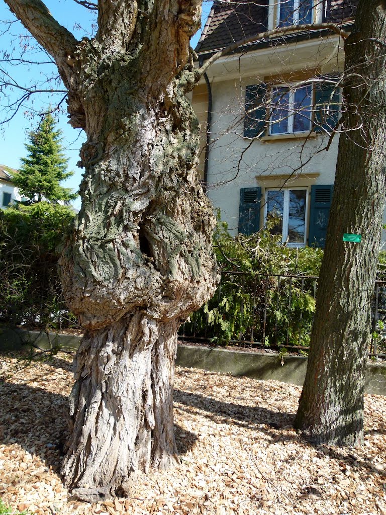 Arbres sur la rue des Lilas - La Neuveville (BE) by Magda GHALI