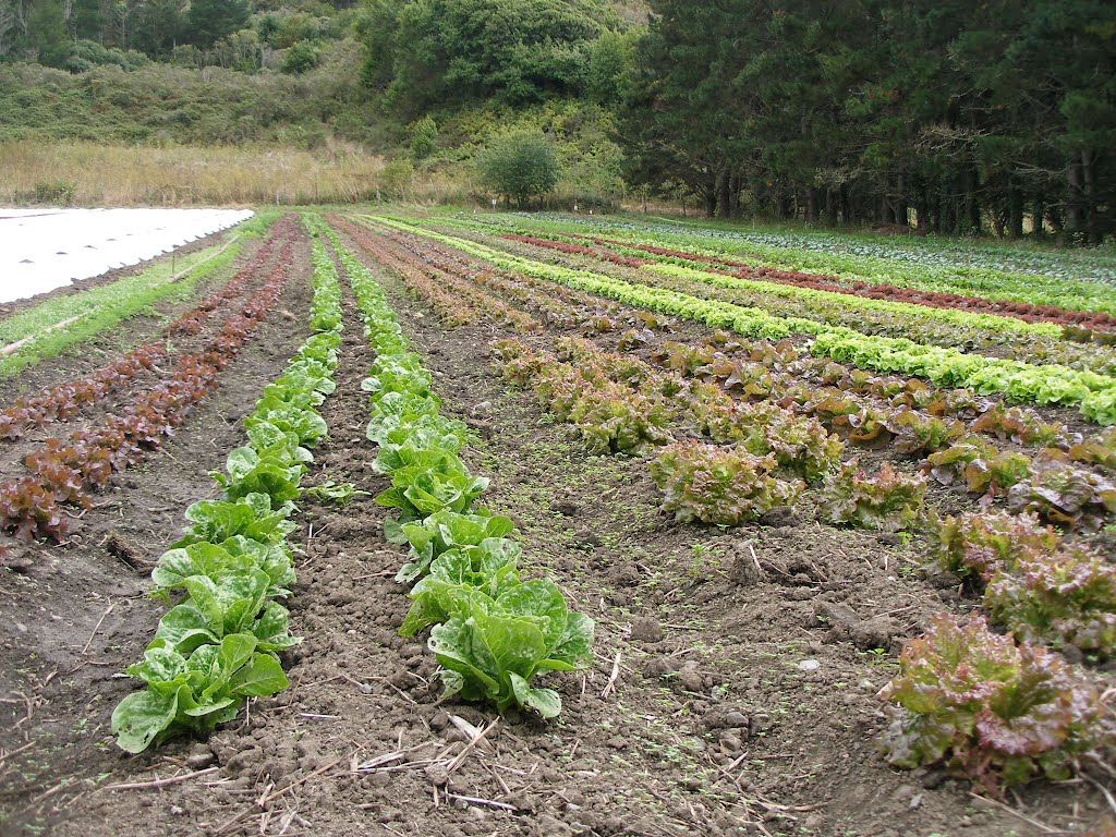 Garden Rows, Green Gulch Farm by Dion Good