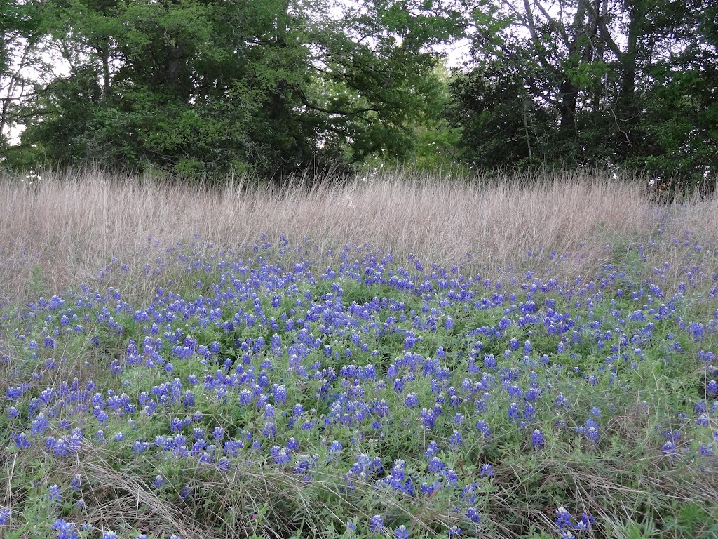 Bluebonnets in full bloom in Terry Hershey Park by WOLFGANG HOUSTON WEST