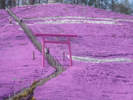 Pink Shinto shrine/Shibasacra Park,Higashi-Mokoto by Kaz Ish