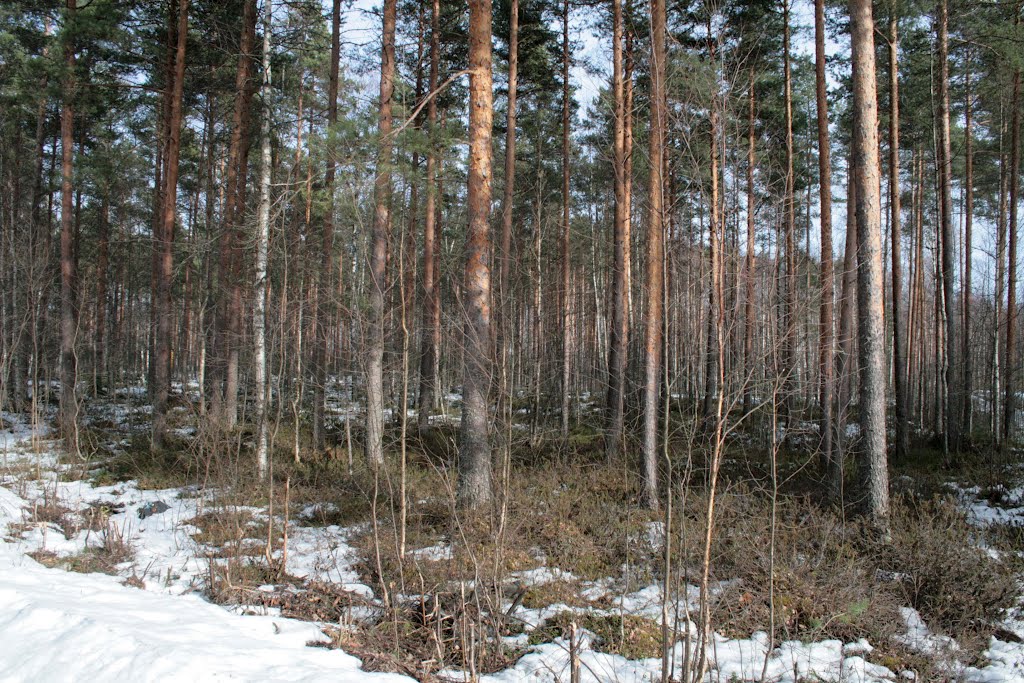 Toijala, Lentilä, Peat Bog Isosuo, 30 March 2012 by Johanan Järvinen