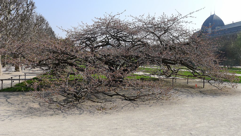 Jardin des Plantes - Le cerisier "Shirotae", le 23 mars 2012 by Chris de la B