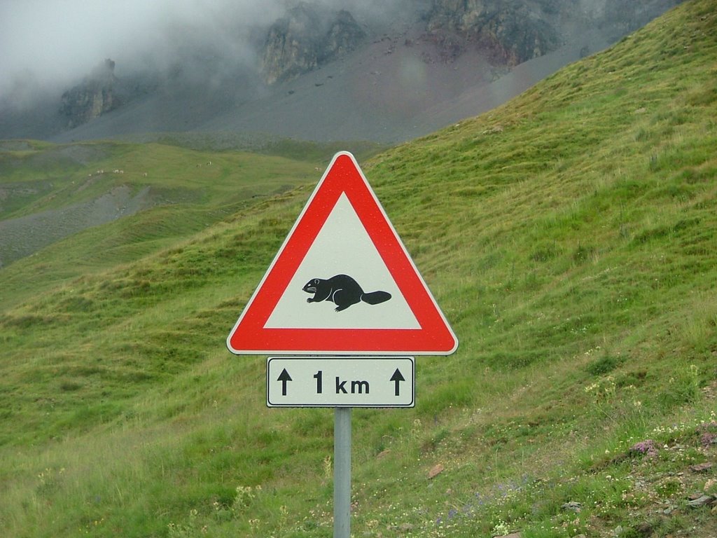 Pericolo marmotte Stelvio by Lanfranconi Gilberto