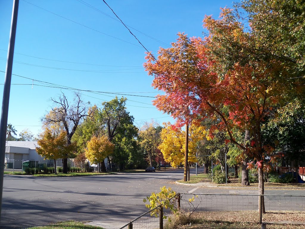 Chico Trees by pmathers