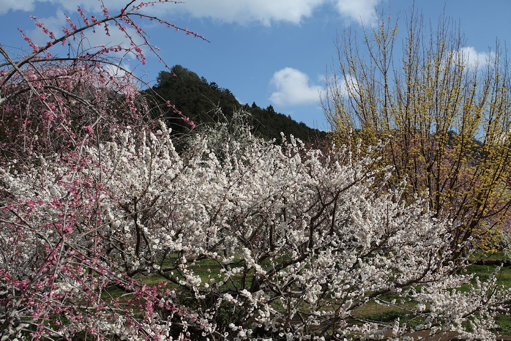 木下梅園 Kinoshitabaien　新城市 Shinshiro by imakuman