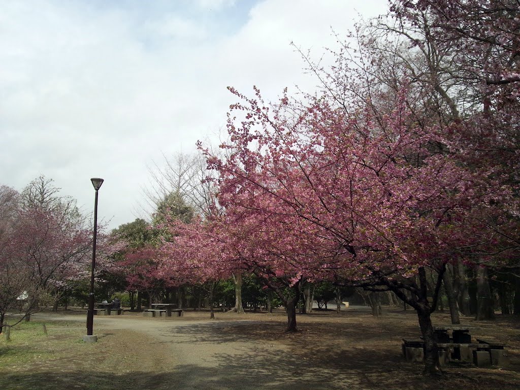 井の頭公園西園　河津桜 by mthr110