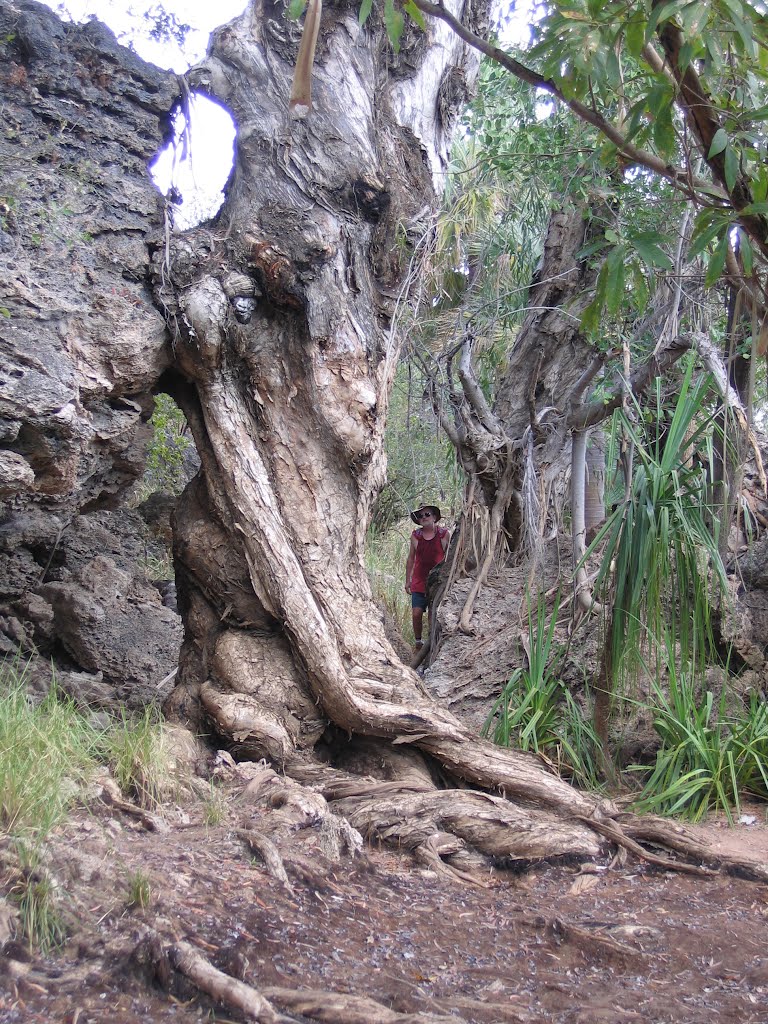 On the walk to Mataranka Falls.....old, old, old Paperbark trees...hot, hot, hot in June. by blackcat49 (No Views!)