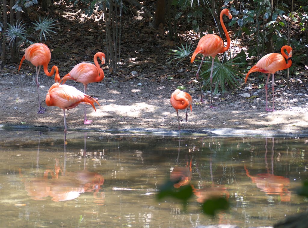 Aviario Xaman Ha, Playacar. by Antonio Cristerna