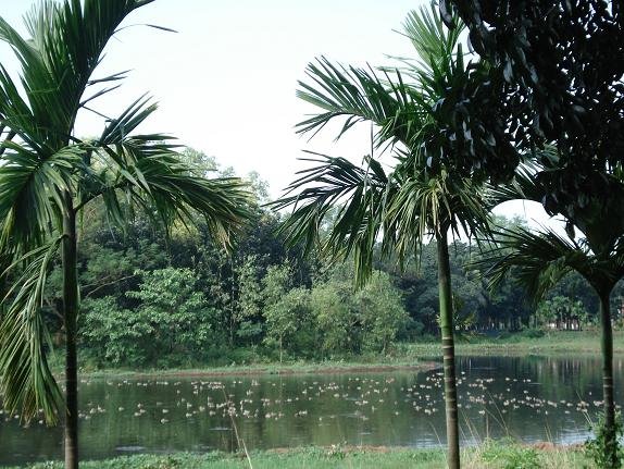 Campus lake JU by Mir Abul Kashem