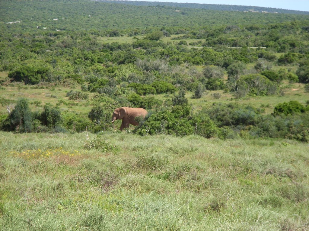 Addo by meyermax