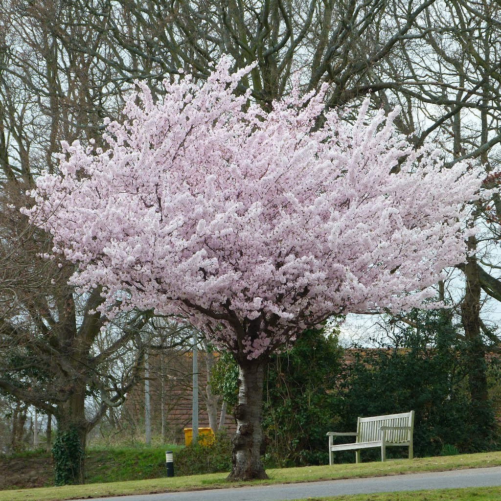 Cherry Blossom.. by shariain