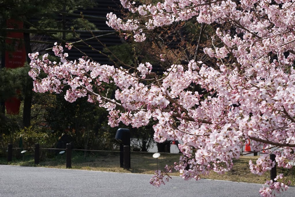 Cherry Blossoms at National theater / 国立劇場: さくら by Kangoo_