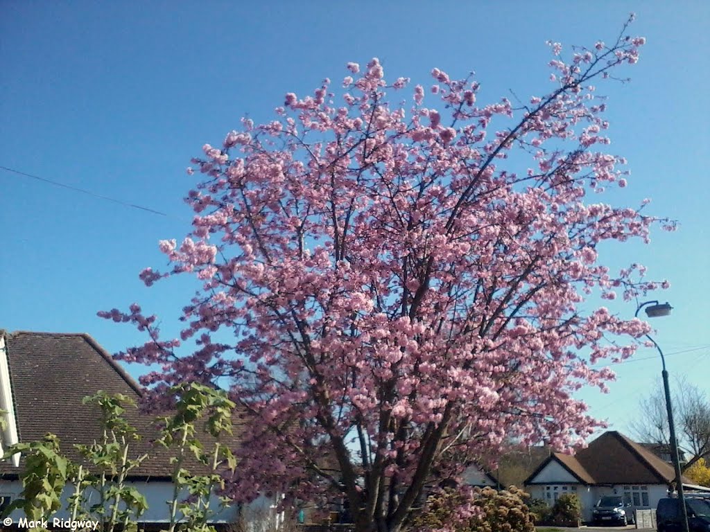 A tree in Princes Avenue by Mark Ridgway