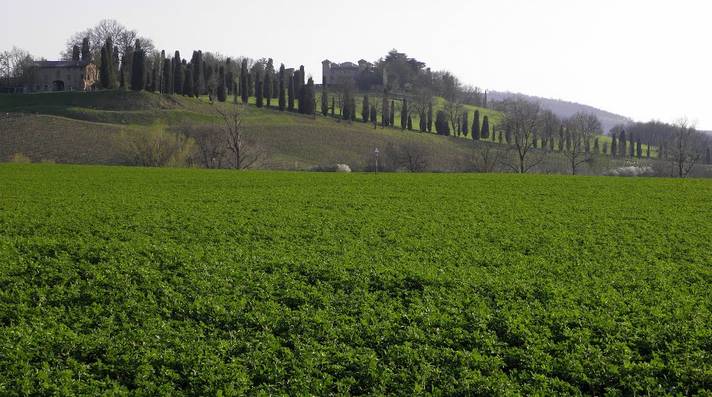 Erba medica davanti al castello detto "Il più bello" by Marco Margini