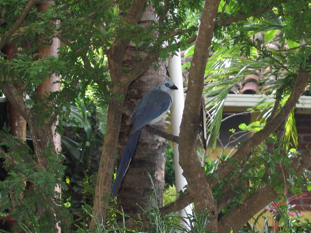 Wild Urraca birds, Santo Domingo by T.J. Martin